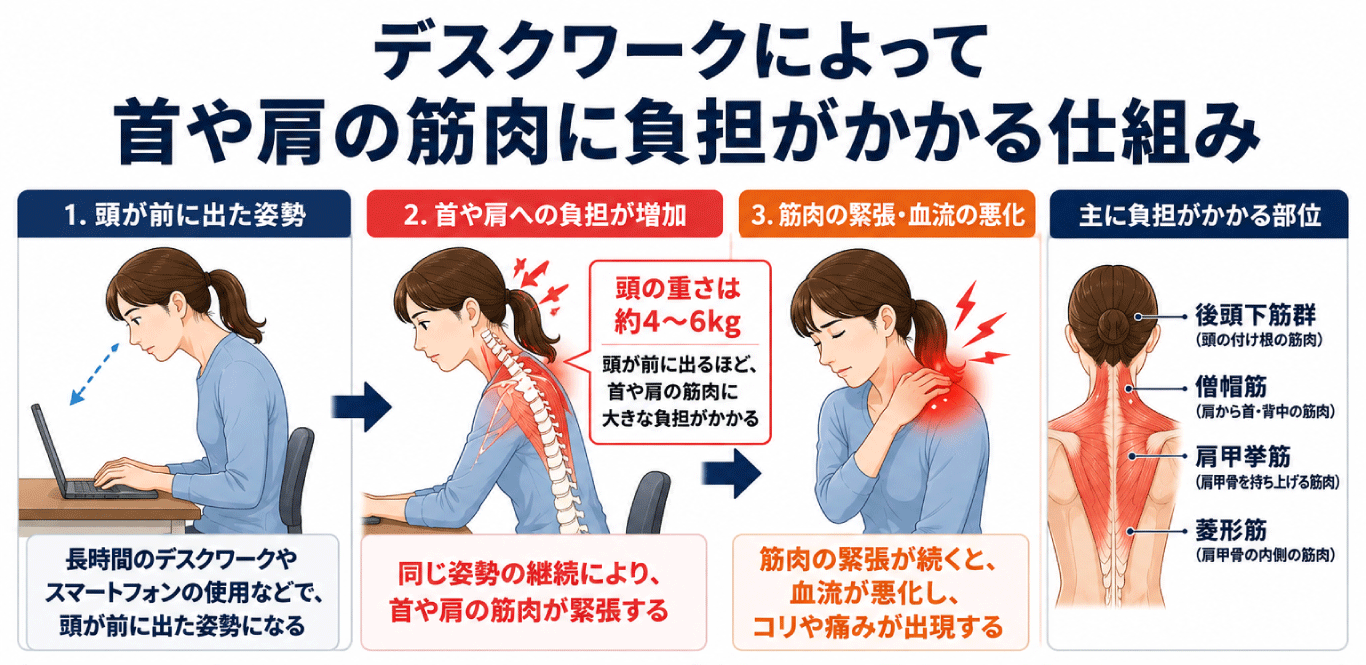 デスクワークによって首や肩の筋肉に負担がかかる仕組み